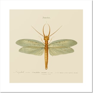 Dragonfly Posters and Art